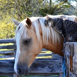 Пазл: Друзья