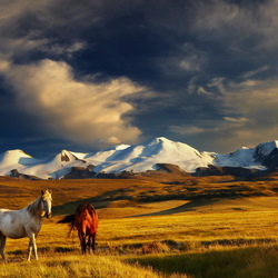 Пазл: В горах Монголии  