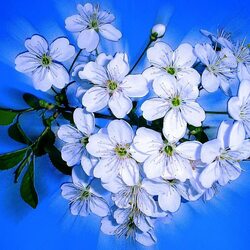 Пазл: Цветение сливы