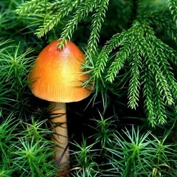 Пазл: Оранжевая шляпка