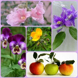 Пазл: В моем саду