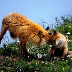 Пазл: Разное