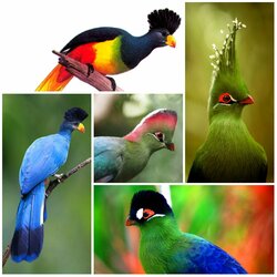 Пазл: Эта удивительная птица турако