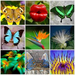 Пазл: Экзотика