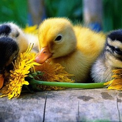 Пазл: Тихий час