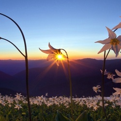 Пазл: Колокольчики мои