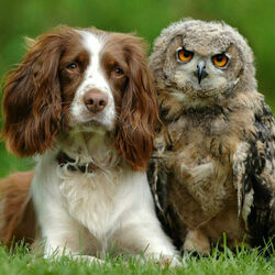 Пазл: Странная пара