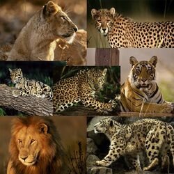 Пазл: Большие кошки 