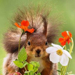 Пазл: Белка