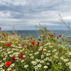 Пазл: В начале лета
