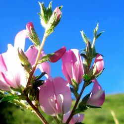 Пазл: Ононис ползучий