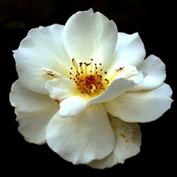 Пазл: Цветок