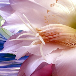 Пазл: Белая лилия цветет на берегу штормового моря в саду