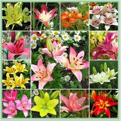 Пазл: Лилии