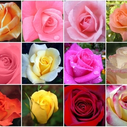 Пазл: Розы