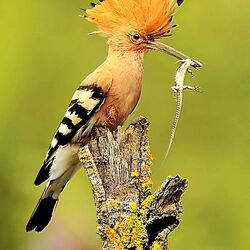 Пазл: Удачная охота