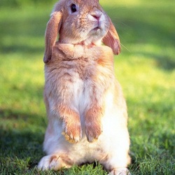 Пазл: Персиковый кролик