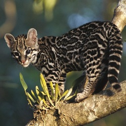 Пазл: Я воды не боюсь...