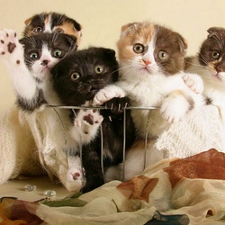 Пазл: Корзинка котят