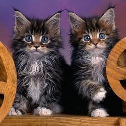 Пазл: Близнецы