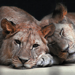 Пазл: Львицы