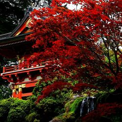 Пазл: Пагода в осенней листве