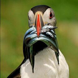 Пазл: Удачный улов