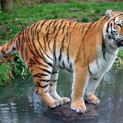 Пазл: На пятачке