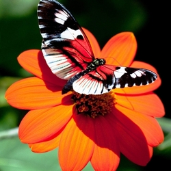 Пазл: Разное