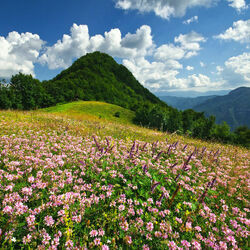 Пазл: В начале лета