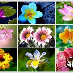 Пазл: Цветочный коллаж