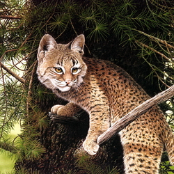 Пазл: Рысенок 