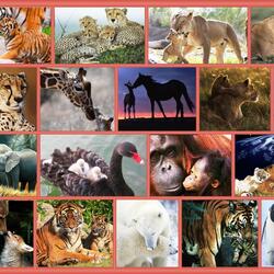 Пазл: Дикие семейки