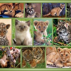 Пазл: Большие кошки