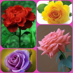 Пазл: Розовый квартет