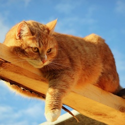 Пазл: Рыжик