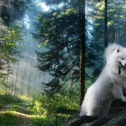 Пазл: В лесу 