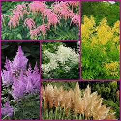 Пазл: Цветы метелки