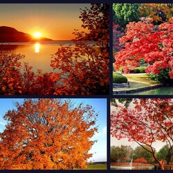 Пазл: Осенние деревья