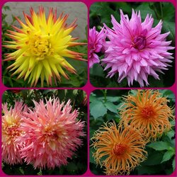 Пазл: В мире георгинов