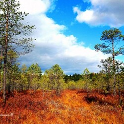 Пазл: Сибирская природа