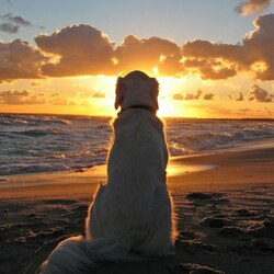 Пазл: Мечтатель