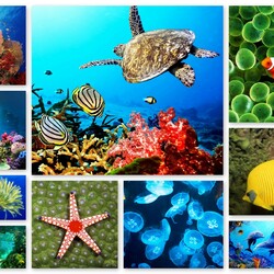 Пазл: На дне морском