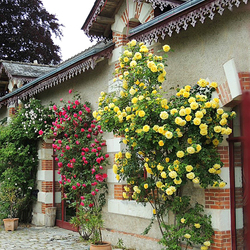 Пазл: Деревня роз - Шединьи