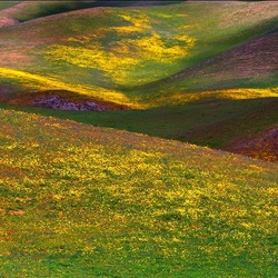 Пазл: Цветущие холмы