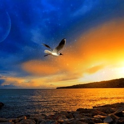 Пазл: Одинокая чайка