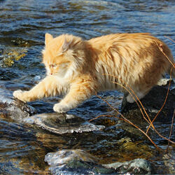 Пазл: Переправа