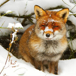 Пазл: Братец Лис