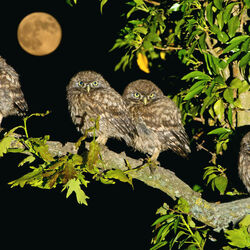 Пазл: Совята