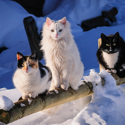 Пазл: Тройное мяу